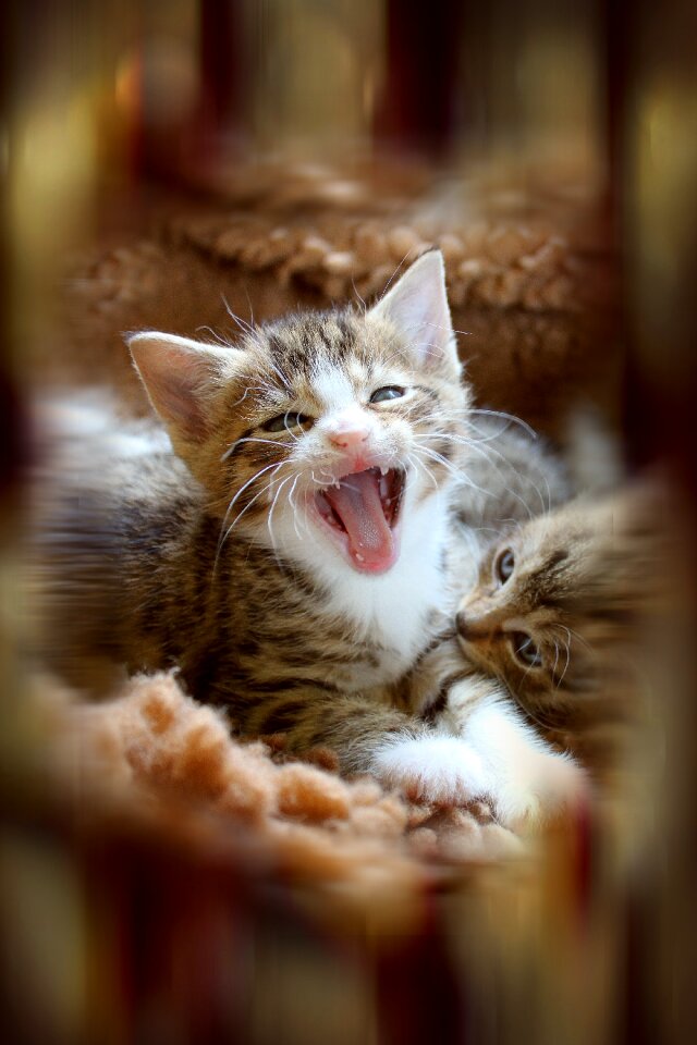 Cat baby baby cat small cats