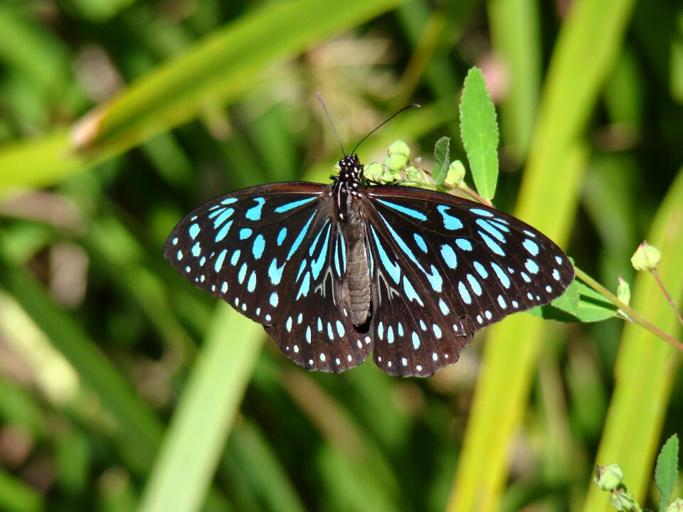 Butterfly blue butterfly nature