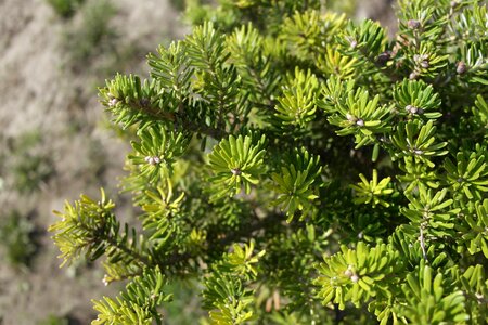 Plant evergreen coniferous
