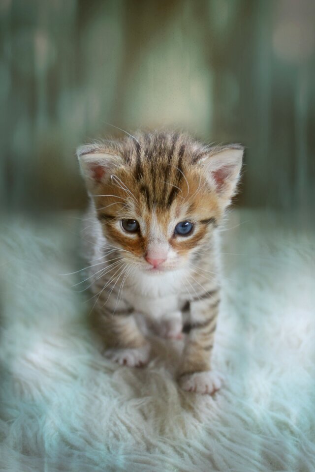 Cat baby baby cat small cats