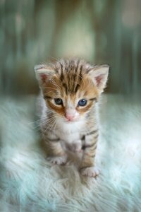 Cat baby baby cat small cats