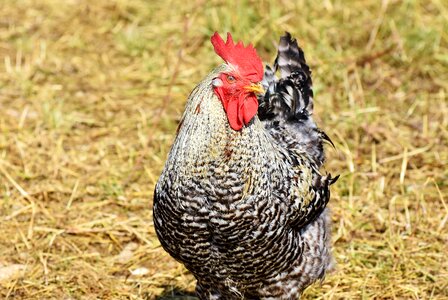 Poultry eye comb photo