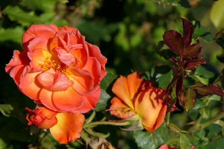 Close up nature roses