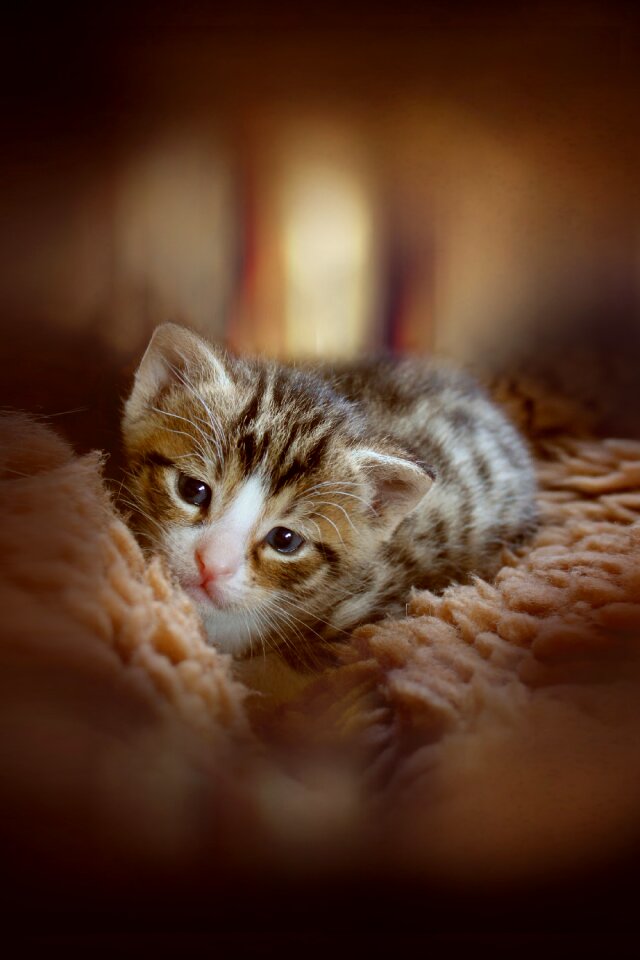 Cat baby baby cat small cats