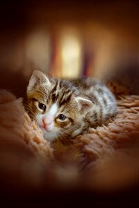 Cat baby baby cat small cats