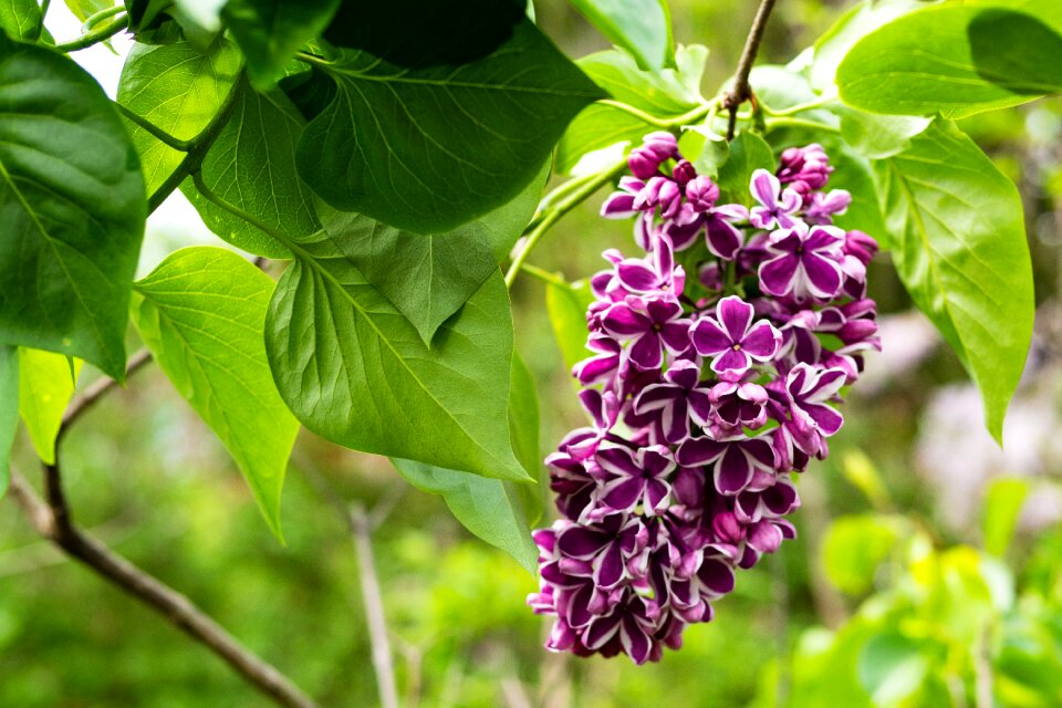 Flower garden spring