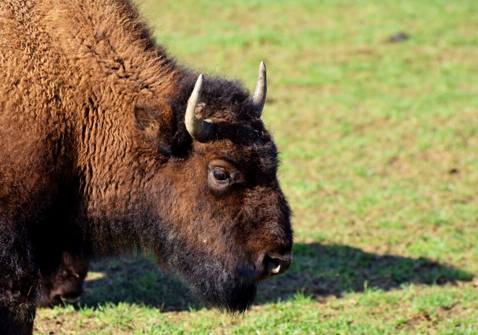 American bison wild livestock