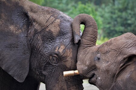 Tusks wild animals strength photo