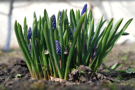 Flower grass blooming