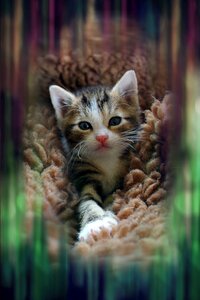 Cat baby baby cat small cats
