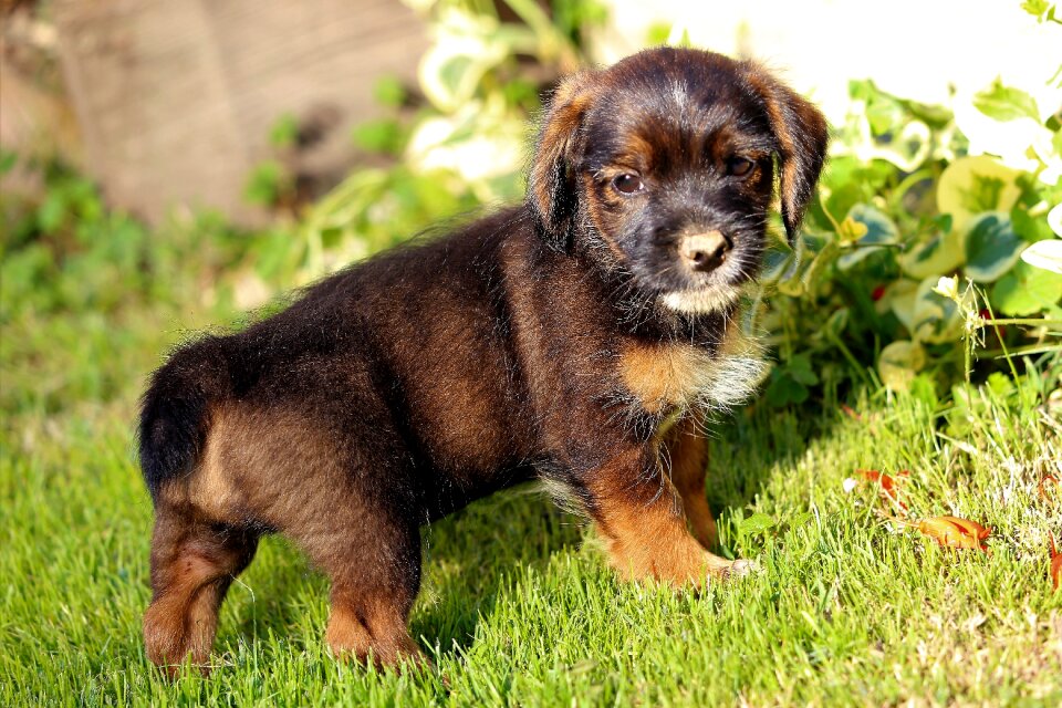 Cute sweet animal