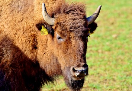 American bison wild livestock