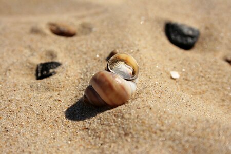 The exoskeleton shoreline sandy