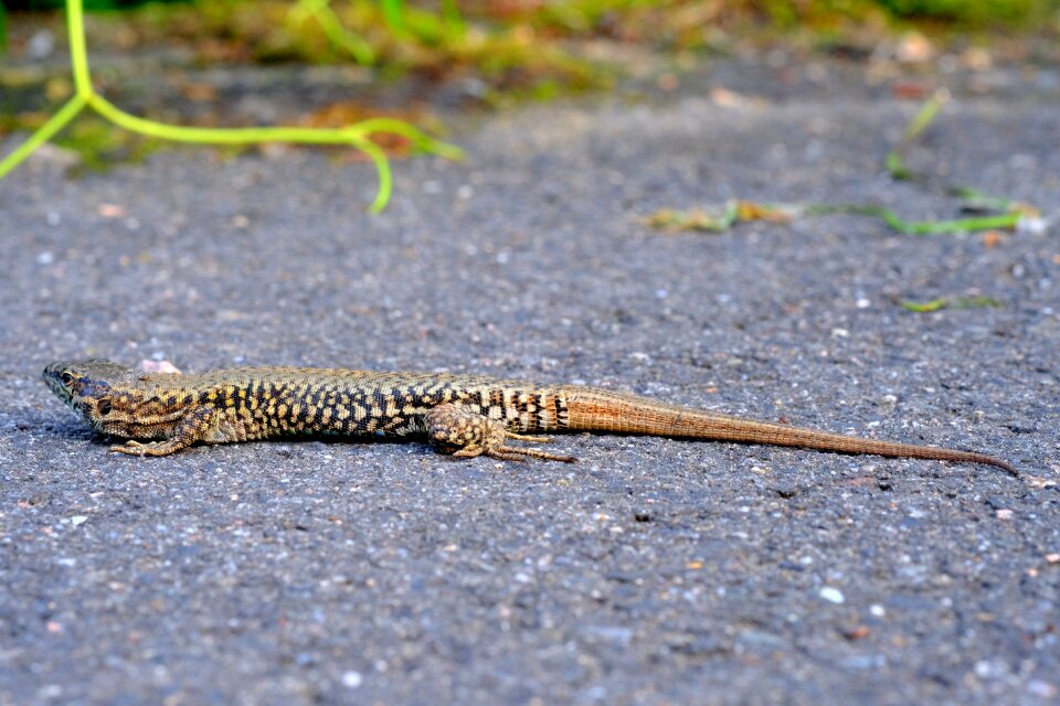 Lizard amphibian spotted