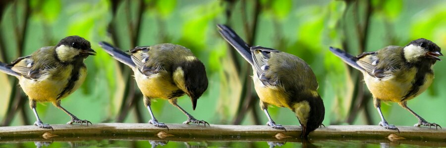Blue tit drink bird bath