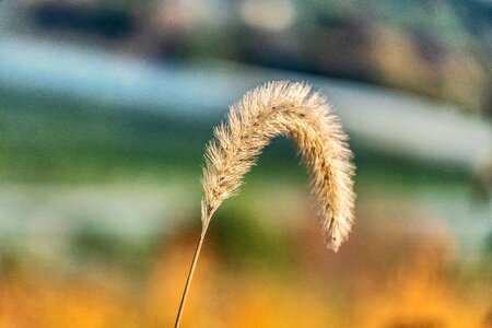Plant nature wild