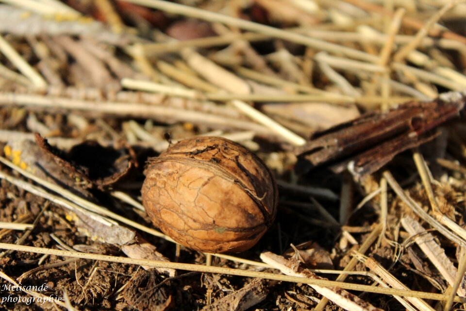 Nature fruit dry herbs