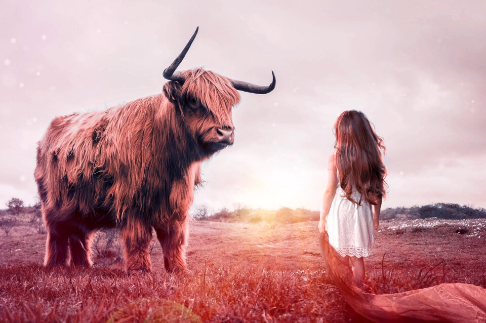 Livestock ruminant cow