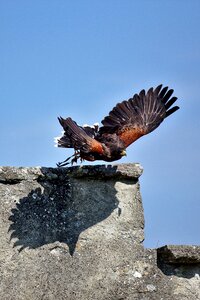 Falconry bird flying