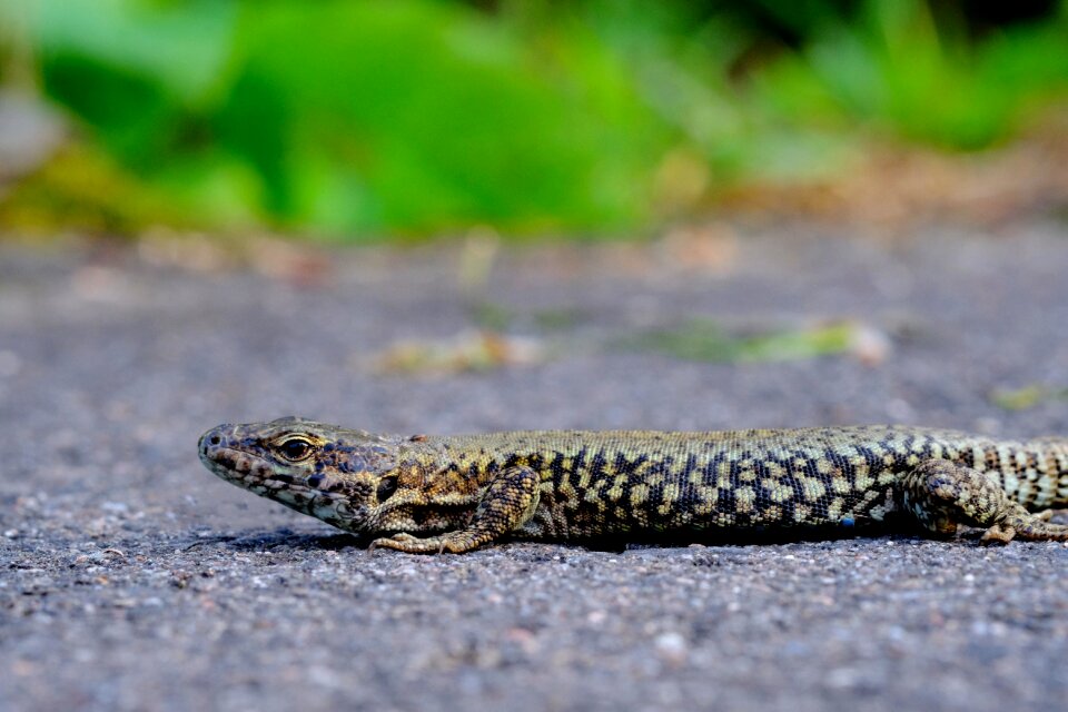 Animal amphibian spotted