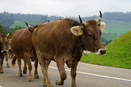 Alpine customs appenzell photo