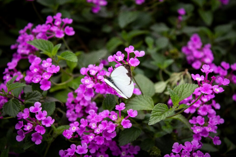 Animals plant purple