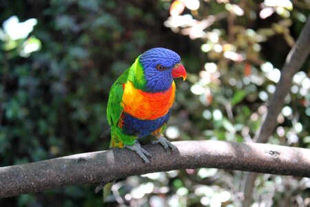 Colorful bird color photo