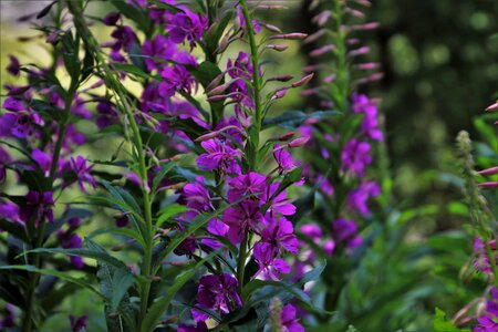 Summer in the shadows wild flowers