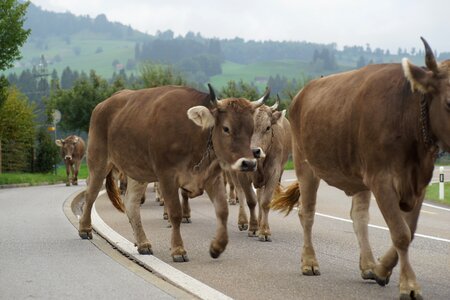 Alpine customs appenzell