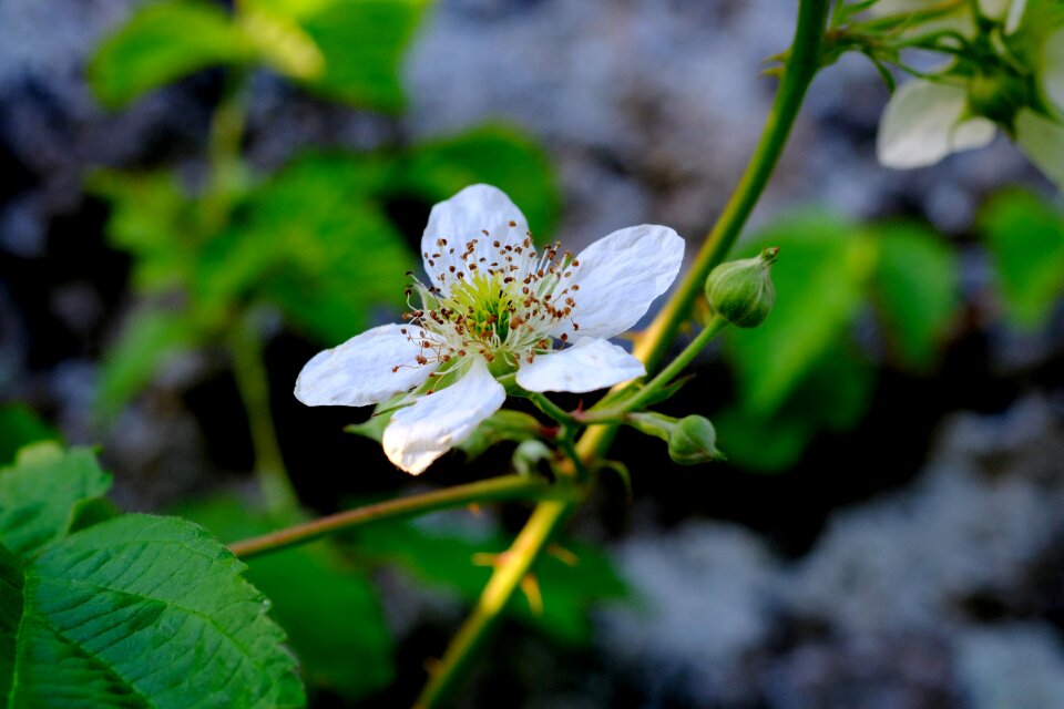 Plant nature roses