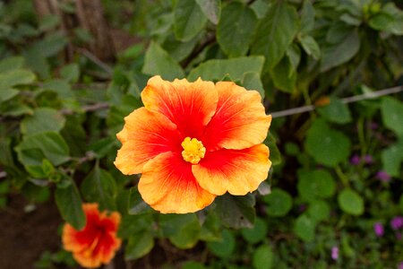 Plant garden petals