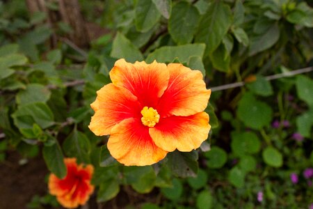 Plant garden petals photo