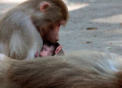 Mammal monkey nut monkey young photo