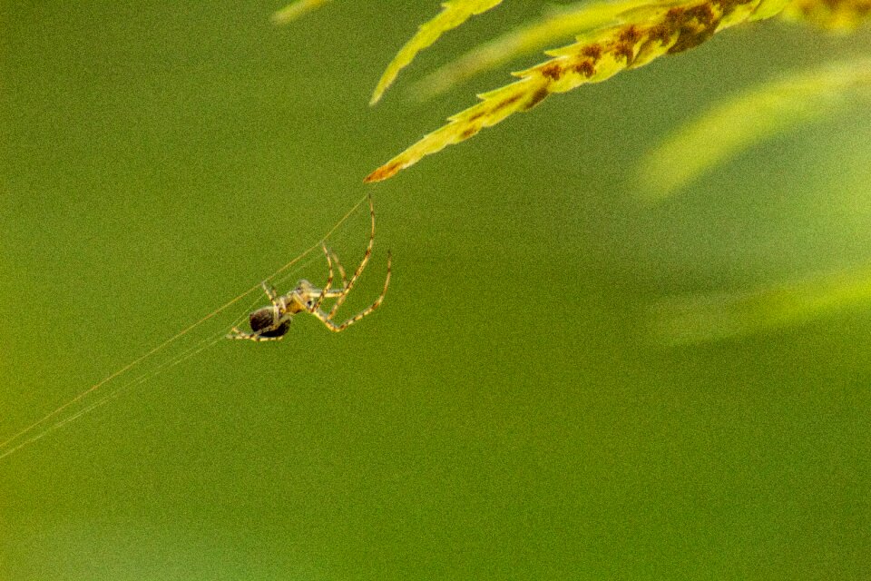 Arachnid cobweb nature
