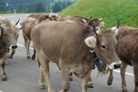 Alpine customs appenzell