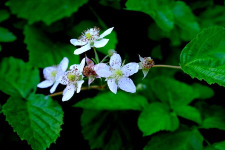 Plant nature roses photo