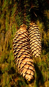 Nature plant pine cones