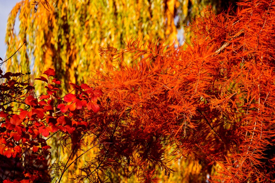 Leaves emerge colorful