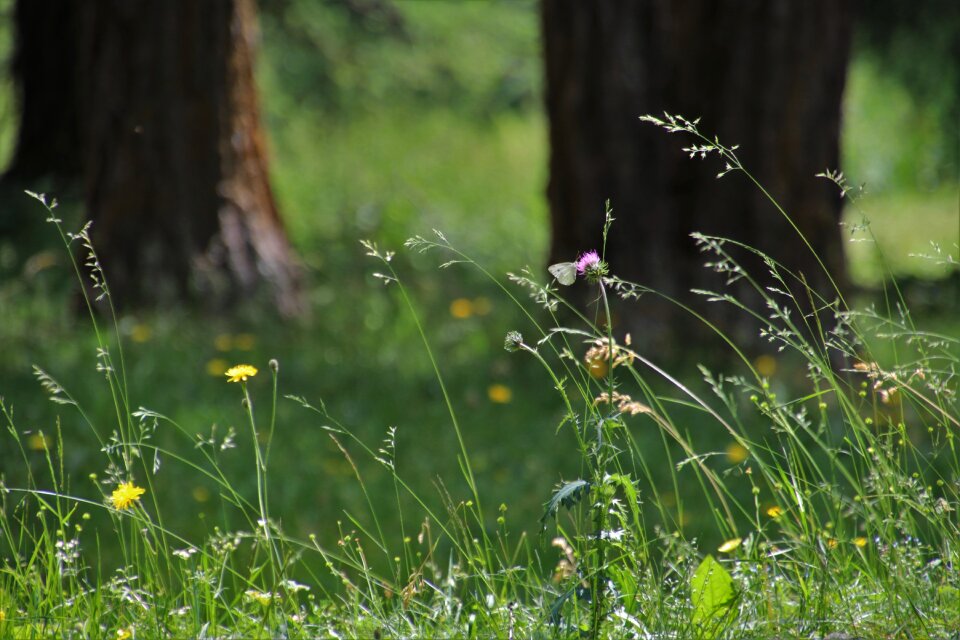 Grass flowers the idyll