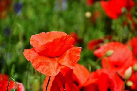 Red flower family of the poppy field