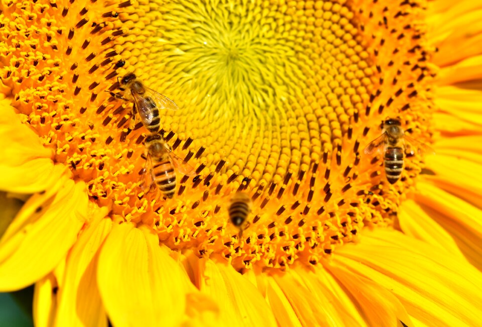 Sprinkle pollen blossom photo