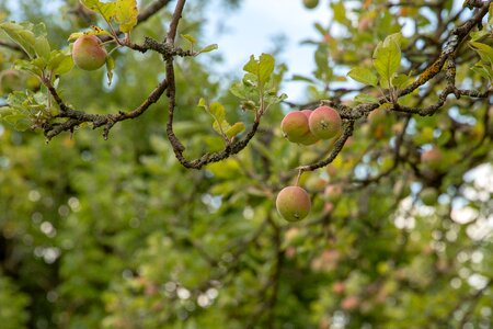 Kernobstgewaechs apple tree fruit trees