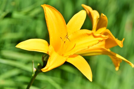 Lilies stamen pistil photo