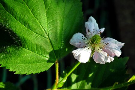 Nature bush garden photo