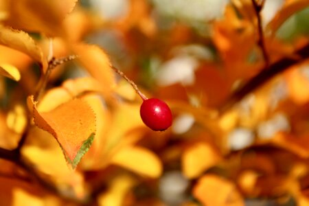 Bush close up red photo