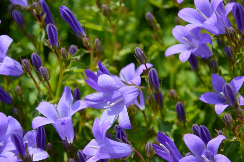 Purple flower garden petal