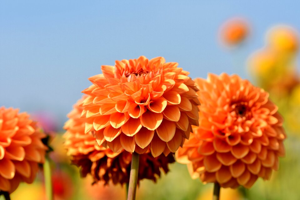 Bud dahlia garden garden plant