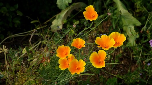 Flower worry calendula officinalis
