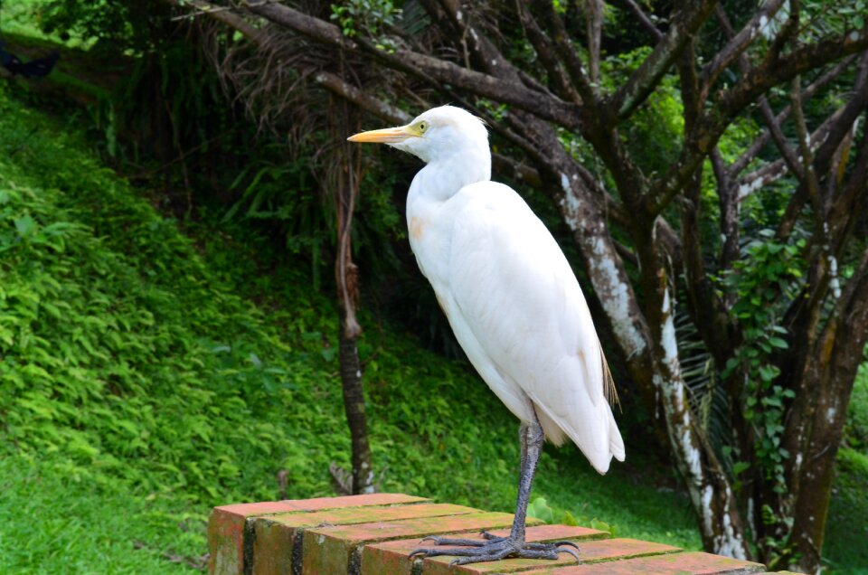 White wildlife stork