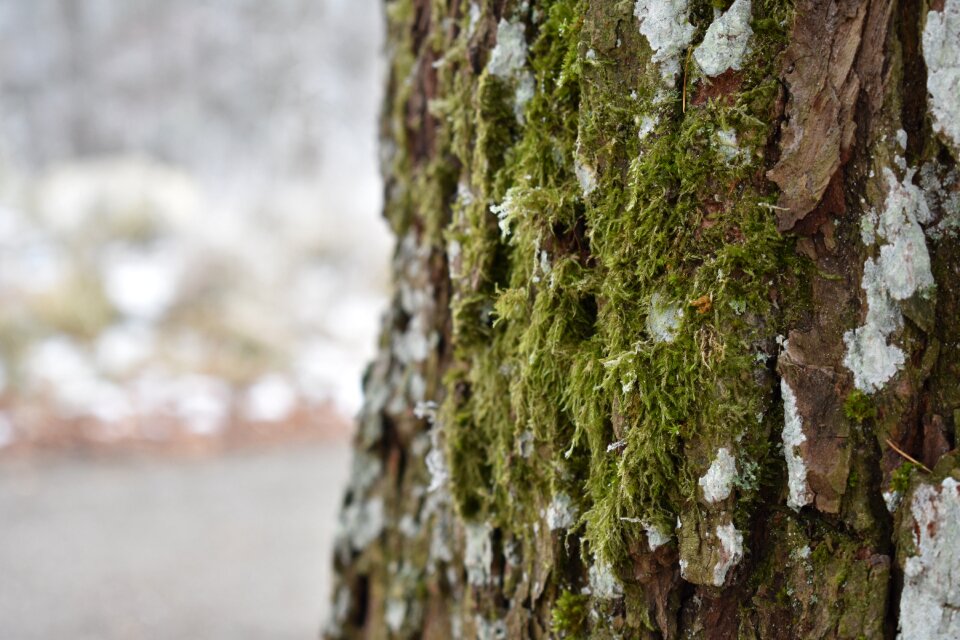Nature frost forest